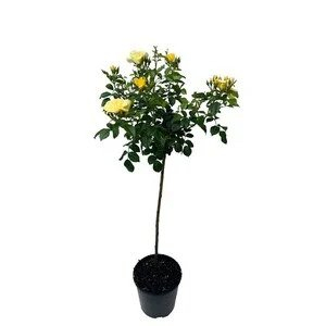 Rosa 'Golden Monica' / Sárga virágszínű magastörzsű teahibrid rózsa