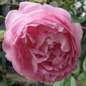 Rosa 'Jasmina' / Rózsazsín virágú futó rózsatő