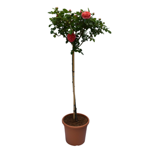 Rosa 'Kronenbourg' / Arany - piros virágú magastörzsű rózsa