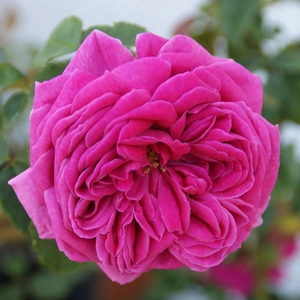 Rosa 'Madame Isaac Pereire' / Rózsaszín virágú történelmi oltott rózsatő