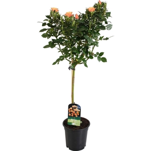 Rosa 'Monica' / Narancssárga virágszínű magastörzsű teahibrid rózsa