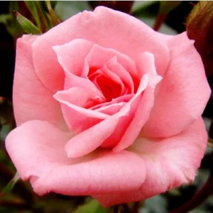 Rosa 'Rennie's Pink' / Rózsaszín virágú törpe rózsatő