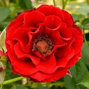 Rosa 'Roma' / Vörös virágú törpe oltott rózsatő