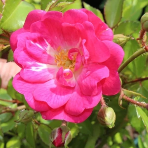 Rosa 'Rote the Fairy' / Piros virágszínű talajtakaró rózsa