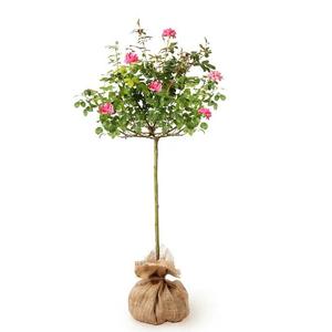 Rosa 'Pink Flower Circus' syn. 'Moin Moin' / Rózsaszín virágszínű magastörzsű teahibrid rózsa
