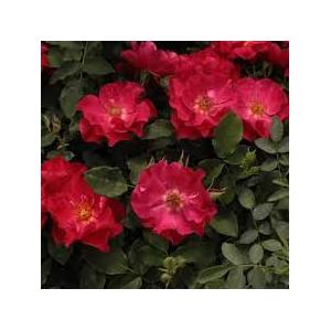 Rosa 'Anna' - Virágágyi floribunda (vörös)