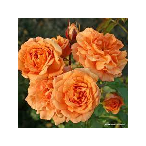 Rosa 'Bentheimer Gold' - Virágágyi floribunda rózsa (narancs)