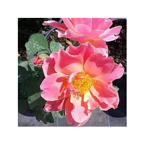 Rosa 'Edouard Guillot' - Virágágyi floribunda rózsa (rózsaszín)