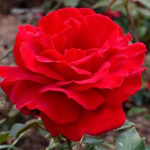 Rosa ' Victor Hugo' - Teahibrid rózsa (vörös)