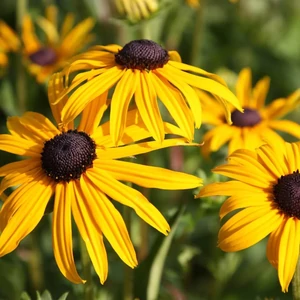 Rudbeckia fulgida 'Goldsturm' / Pompás kúpvirág
