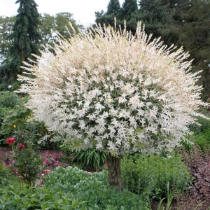 Salix x integra 'Hakuro-nishiki' / Tarka levelű japán fűz fa (törzsmagasság: 130 cm)