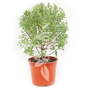 Salix x integra 'Hakuro-Nishiki' / Tarka levelű japán fűz bokor