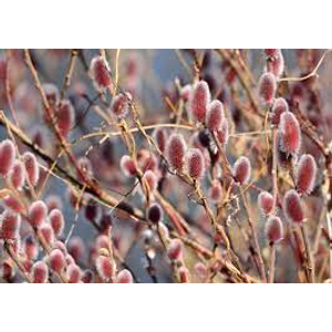 Salix gracilistyla 'Mount Aso' - Rózsaszín barkafűz