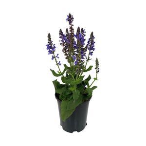 Salvia nemorosa 'Compact Blue' / Lila virágú ligeti zsálya