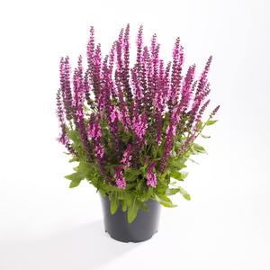 Salvia nemorosa 'Marvel Rose' / Rózsaszín virágú ligeti zsálya
