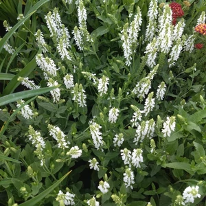 Salvia nemorosa 'Schneehügel' / Fehér virágú ligeti zsálya