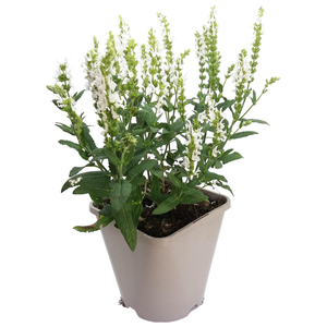 Salvia nemorosa 'Schneehügel' / Fehér virágú ligeti zsálya