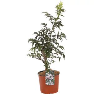 Sambucus nigra 'Haschberg' / Fekete bodza bokor