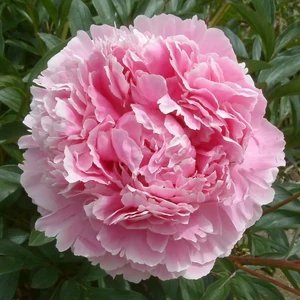 Paeonia lactiflora 'Sarah Bernhardt' / Késői bazsarózsa