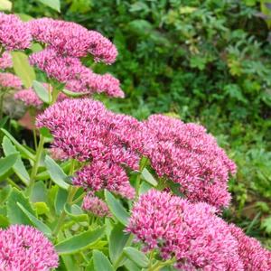 Sedum spectabile ‘Herbstfreude’ / Pompás varjúháj