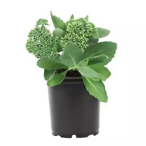 Sedum spectabile 'Variegata' / Tarka levelű pompás varjúháj