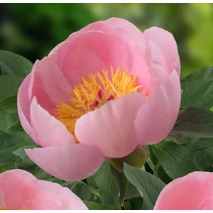 Paeonia lactiflora 'Soft Salmon Saucer' / Késői bazsarózsa