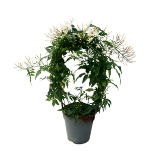 Jasminum polyanthum / Sokvirágú, illatos jázmin