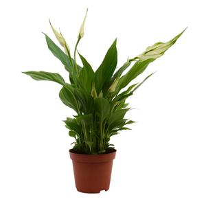 Spathiphyllum / Vitorlavirág