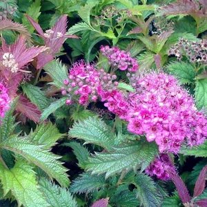 Spiraea japonica 'Crispa' / Rojtos gyöngyvessző