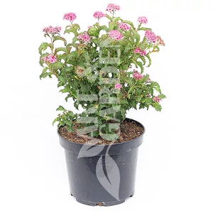 Spiraea japonica 'Crispa' / Rojtos gyöngyvessző