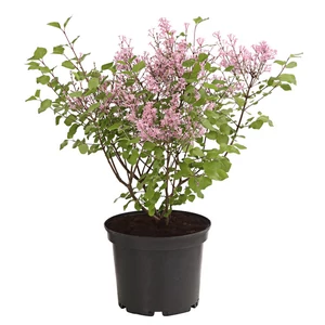 Syringa meyeri 'Palibin' / Törpe orgona