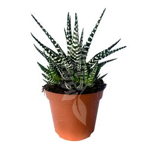 Haworthia mix (nagy) - Szemölcsliliom