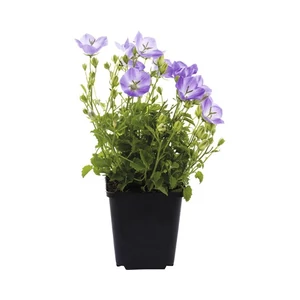 Campanula carpathica 'Pristar Deep Blue' / Lila virágú kárpáti harangvirág