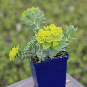 Euphorbia myrsinites / Délszaki kutyatej