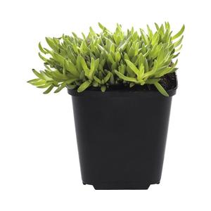 Delosperma nubigenum / Sárga délvirág