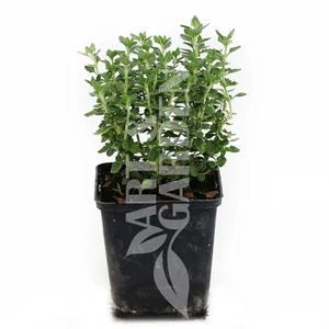 Teucrium chamaedrys / Sarlós gamandor