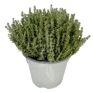 Thymus vulgaris / Kakukkfű
