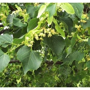Tilia cordata 'Greenspire' / Kis levelű hársfa