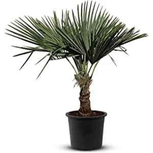 Trachycarpus fortunei / Kínai kenderpálma