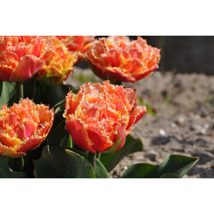 Tulipa hybrida 'Brisbane' / Narancssárga virágú rojtos szélű tulipán