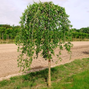 Ulmus pendula 'Mauro' / Kis levelű csüngő szilfa