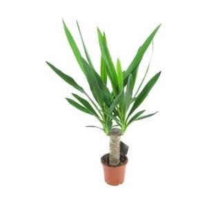 Yucca elephantipes / Szobai jukkapálma