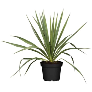 Yucca filamentosa / Kerti pálmaliliom