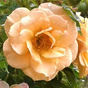 Rosa 'Zorba' / Sárga virágú futó-kúszó rózsa
