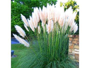 Díszfű, nád, bambusz