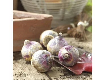 Virághagymák Virághagymák