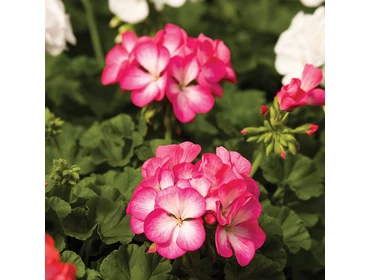 Egynyári- és Balkonnövények Egynyári- és Balkonnövények