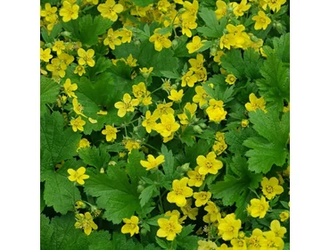 Páfrányok, árnyéki talajtakarók