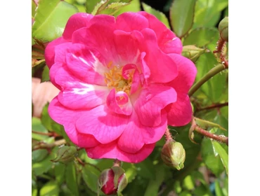 Virágágyi rózsák