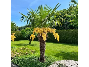 Örökzöld cserjék